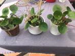 Pannekoekenplantjes, Huis en Inrichting, Kamerplanten, Overige soorten, Minder dan 100 cm, Ophalen, Groene kamerplant