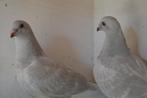 kleurpostduiven, Postduif