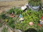 roze tuinanemonen, Ophalen, Halfschaduw, Overige soorten, Minder dan 100 cm