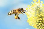 Carnica bijenvolk op 11 ramen te koop, Dieren en Toebehoren, Insecten en Spinnen, Bijen