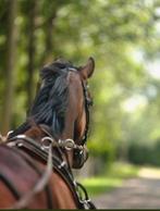 Geweldig brave getuigde ruin., Dieren en Toebehoren, Paarden, Ruin
