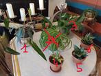 Choix de plantes vertes interieur philodendron sanseviere, Maison & Meubles, Plantes d'intérieur, Ombre partielle, En pot, Plante verte