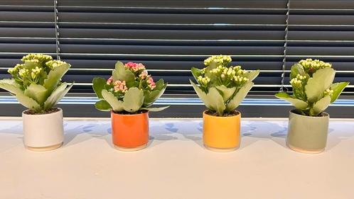 Bloempotten nieuw: 6-6cm. In 6 verschillende kleuren., Jardin & Terrasse, Pots de fleurs, Neuf, Terracotta, Intérieur, Balcon