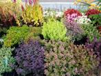 Sedum, Tuin en Terras, Planten | Tuinplanten, Ophalen