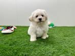 Nestje Bichon Frisé pups, België, Overige rassen, CDV (hondenziekte), 8 tot 15 weken