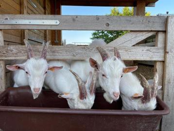 Chèvre a vendre beschikbaar voor biedingen