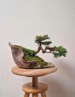 Prachtige Juniperus chinensis, veiling Italië, Tuin en Terras, Bloeit niet, Minder dan 100 cm, Ophalen, Volle zon