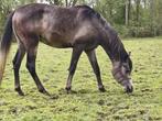 3j Sprookjespaard: Arabische volbloed, Dieren en Toebehoren, Paarden, Gechipt, Minder dan 160 cm, Niet van toepassing, 3 tot 6 jaar