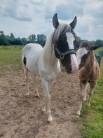 Paint jaarling hengst, Dieren en Toebehoren, Hengst