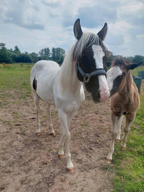 Paint jaarling hengst, Dieren en Toebehoren, Paarden, Hengst