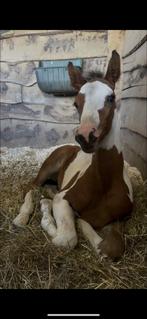 Knap Hengsten Pony veulen te koop!, Dieren en Toebehoren, Paarden, Hengst, Niet van toepassing, 0 tot 2 jaar