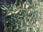 Elaeagnus Ebbingei , Zilverbes , Olijfwilg, Ophalen