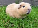 Amerikaans gekruind - Créme, Mannelijk, Cavia, Tam