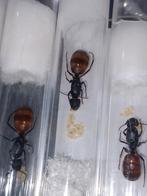 Camponotus CA02 | mieren ants mierenkolonie koningin, Dieren en Toebehoren, Insecten en Spinnen, Mieren