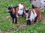 2 geitenbokjes (5 maand oud), Dieren en Toebehoren, Schapen, Geiten en Varkens, Mannelijk, Geit, 0 tot 2 jaar