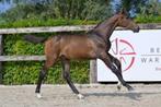 BWP colt 2024 à vendre, Moins de 160 cm, 0 à 2 ans, Cheval de saut, Vermifugé