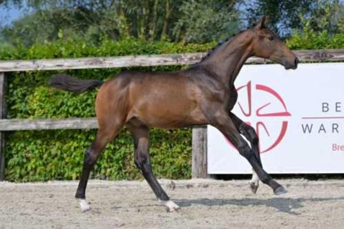 BWP colt 2024 à vendre, Animaux & Accessoires, Chevaux, Étalon, Ne s'applique pas, Moins de 160 cm, 0 à 2 ans, Cheval de saut