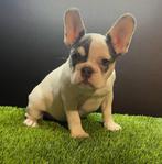 Franse bulldog pups bij ons thuis geboren, Dieren en Toebehoren, België, Fokker | Hobbymatig, 8 tot 15 weken, CDV (hondenziekte)