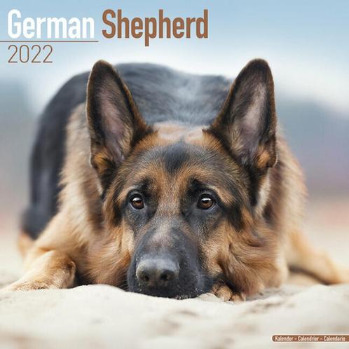 Calendrier Berger Allemand 2022, Divers, Calendriers, Neuf, Calendrier annuel, Envoi