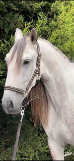 Lieve 6-jarige ruin., Dieren en Toebehoren, Paarden, Ruin, Onbeleerd