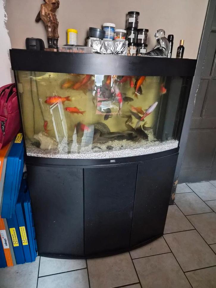 Aquarium juwelle 185litres, Dieren en Toebehoren, Vissen | Aquaria en Toebehoren, Ophalen