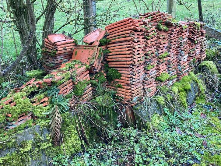Grote partij dakpannen POTTELBERG en STERREBERG COURTRAI, Doe-het-zelf en Bouw, Dakpannen en Dakbedekking, Dakpannen, Ophalen