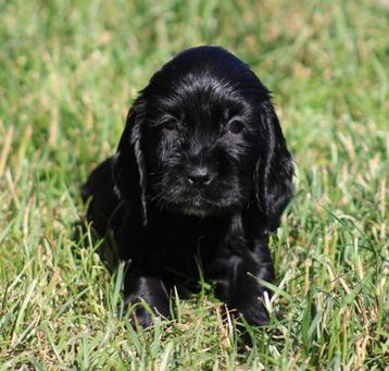 Engelse Cocker pups beschikbaar voor biedingen