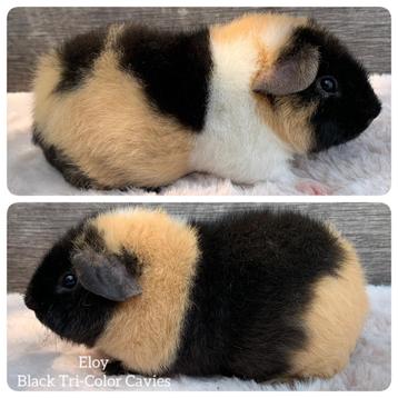 Prachtige Us Teddy cavia