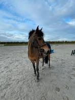 Mozus hof ter zeedycke, D pony, Dieren en Toebehoren, Ruin, D pony (1.37m tot 1.48m), Met stamboom, 11 jaar of ouder