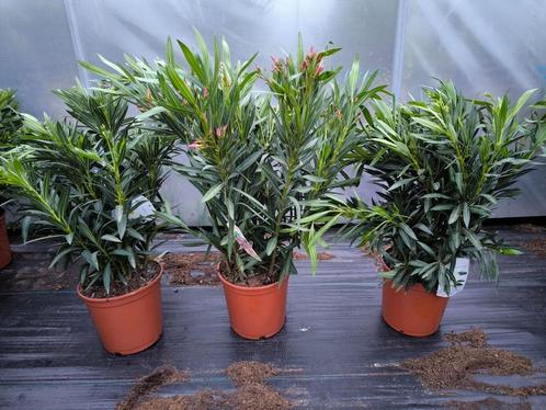 Oleanders te koop !!, Tuin en Terras, Planten | Tuinplanten, Vaste plant, Overige soorten, Volle zon, Zomer, Ophalen