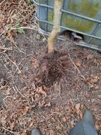 Krulwilg blote wortel, paasboom, Tuin en Terras, Planten | Tuinplanten, Ophalen