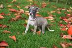 Whippet pups geboren in Belgie, Dieren en Toebehoren, Honden | Windhonden, België, Whippet, 8 tot 15 weken, Meerdere