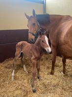 1jarige Hengst te koop, Non dressé, Étalon, Vermifugé, Cheval de saut