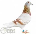 Recherche  couleur pale ( meunier ), Animaux & Accessoires, Autres accessoires pour animaux, Utilisé, Enlèvement ou Envoi