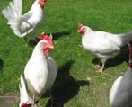 Broedeieren van witte leghorn