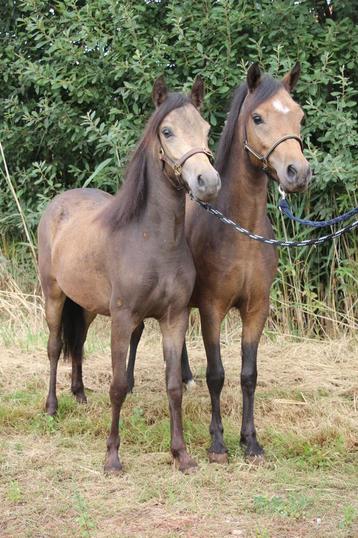 Uniek span B pony valk stamboek zusjes beschikbaar voor biedingen