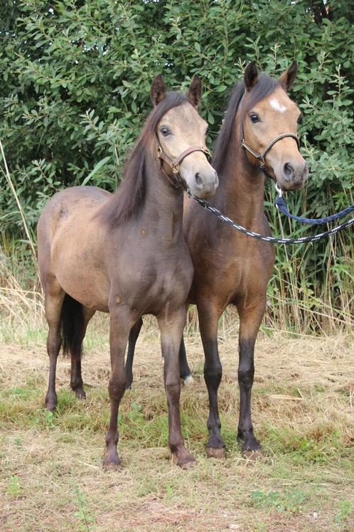Uniek span B pony valk stamboek zusjes, Dieren en Toebehoren, Pony's, Merrie
