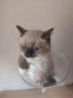 Ragdoll kitten , heel lief, Dieren en Toebehoren, Katten en Kittens | Raskatten | Langhaar, Kater, Gechipt, 0 tot 2 jaar