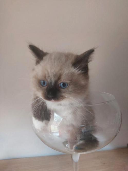 Ragdoll kitten , heel lief, Dieren en Toebehoren, Katten en Kittens | Raskatten | Langhaar, Kater, 0 tot 2 jaar, Gechipt, Ontwormd