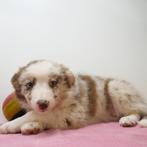 Border Collie - Belgische puppy's te koop, Dieren en Toebehoren, CDV (hondenziekte), Meerdere, 8 tot 15 weken, Meerdere dieren