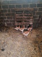 Legkipjes, Dieren en Toebehoren, Pluimvee