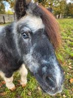 shetlandpony Shakira, Dieren en Toebehoren, B