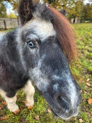 shetlandpony Shakira  beschikbaar voor biedingen