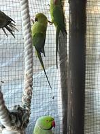 Koppel halsbandparkiet ,kweekrijp dit jaar, Dieren en Toebehoren
