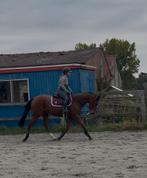 Zeer lieve en toffe Allrounder merrie, Dieren en Toebehoren, Paarden, Zadelmak, 3 tot 6 jaar, 160 tot 165 cm, Recreatiepaard