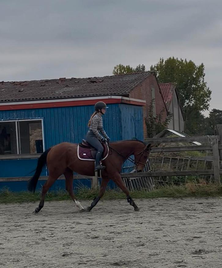 Zeer lieve en toffe Allrounder merrie, Dieren en Toebehoren, Paarden, Merrie, Zadelmak, 160 tot 165 cm, 3 tot 6 jaar, Recreatiepaard