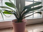 Plante intérieur clivia, Ophalen