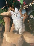 Maine coon, Animaux & Accessoires, Chatte ou Chat, Avec pedigree, 0 à 2 ans