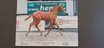 Hengstveulen, Dieren en Toebehoren, Paarden, Springpaard, Minder dan 160 cm, 0 tot 2 jaar, Hengst