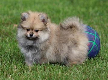 Pomchi pup beschikbaar voor biedingen